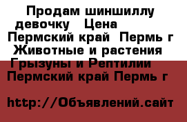 Продам шиншиллу девочку › Цена ­ 2 500 - Пермский край, Пермь г. Животные и растения » Грызуны и Рептилии   . Пермский край,Пермь г.